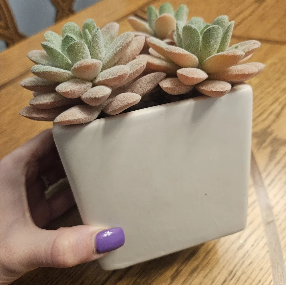 NWT Succulent Artificial Plant Arrangement in Square White Pot 5.4
